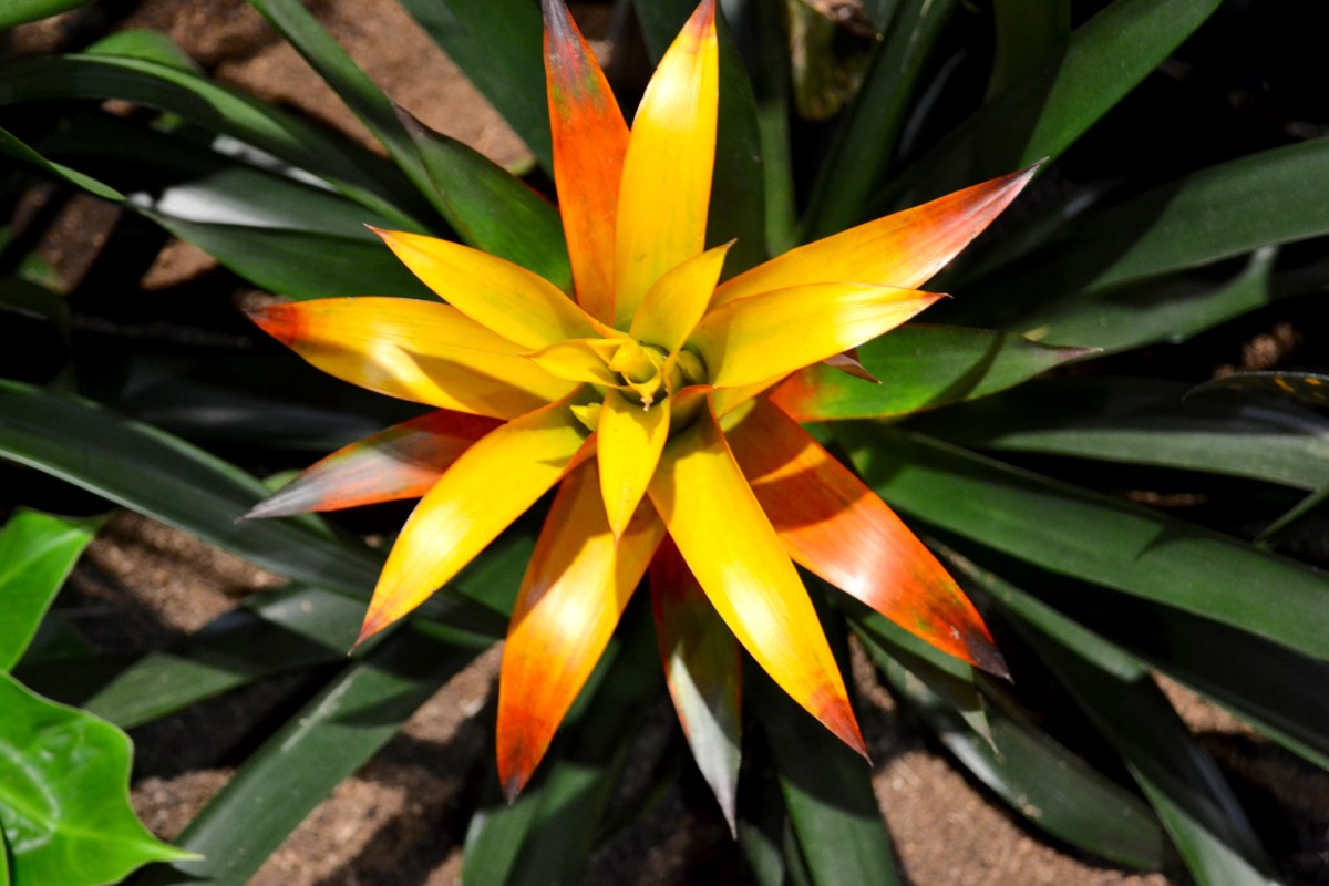 2016 Philadelphia Flower&nbsp;Show